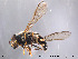  ( - NorSy185)  @13 [ ] CreativeCommons - Attribution Non-Commercial Share-Alike (2012) NTNU Museum of Natural History and Archaeology NTNU Museum of Natural History and Archaeology