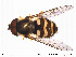  ( - NorSy191)  @13 [ ] CreativeCommons - Attribution Non-Commercial Share-Alike (2012) NTNU Museum of Natural History and Archaeology NTNU Museum of Natural History and Archaeology