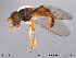  (Epistrophella - NorSy198)  @14 [ ] CreativeCommons - Attribution Non-Commercial Share-Alike (2012) NTNU Museum of Natural History and Archaeology NTNU Museum of Natural History and Archaeology