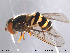  ( - NorSy207)  @13 [ ] CreativeCommons - Attribution Non-Commercial Share-Alike (2012) NTNU Museum of Natural History and Archaeology NTNU Museum of Natural History and Archaeology