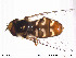  ( - NorSy228)  @13 [ ] CreativeCommons - Attribution Non-Commercial Share-Alike (2012) NTNU Museum of Natural History and Archaeology NTNU Museum of Natural History and Archaeology