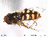  ( - NorSy230)  @13 [ ] CreativeCommons - Attribution Non-Commercial Share-Alike (2012) NTNU Museum of Natural History and Archaeology NTNU Museum of Natural History and Archaeology