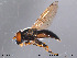  ( - NorSy237)  @14 [ ] CreativeCommons - Attribution Non-Commercial Share-Alike (2012) NTNU Museum of Natural History and Archaeology NTNU Museum of Natural History and Archaeology