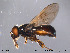  ( - NorSy240)  @13 [ ] CreativeCommons - Attribution Non-Commercial Share-Alike (2012) NTNU Museum of Natural History and Archaeology NTNU Museum of Natural History and Archaeology