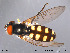  ( - NorSy241)  @13 [ ] CreativeCommons - Attribution Non-Commercial Share-Alike (2012) NTNU Museum of Natural History and Archaeology NTNU Museum of Natural History and Archaeology