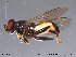  ( - NorSy257)  @13 [ ] CreativeCommons - Attribution Non-Commercial Share-Alike (2012) NTNU Museum of Natural History and Archaeology NTNU Museum of Natural History and Archaeology