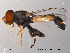  ( - NorSy26)  @14 [ ] CreativeCommons - Attribution Non-Commercial Share-Alike (2012) NTNU Museum of Natural History and Archaeology NTNU Museum of Natural History and Archaeology