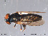  ( - NorSy263)  @13 [ ] CreativeCommons - Attribution Non-Commercial Share-Alike (2012) NTNU Museum of Natural History and Archaeology NTNU Museum of Natural History and Archaeology