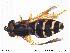  ( - NorSy264)  @13 [ ] CreativeCommons - Attribution Non-Commercial Share-Alike (2012) NTNU Museum of Natural History and Archaeology NTNU Museum of Natural History and Archaeology