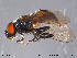  (Cheilosia vicina - NorSy278)  @14 [ ] CreativeCommons - Attribution Non-Commercial Share-Alike (2012) NTNU Museum of Natural History and Archaeology NTNU Museum of Natural History and Archaeology
