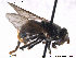  ( - NorSy288)  @13 [ ] CreativeCommons - Attribution Non-Commercial Share-Alike (2012) NTNU Museum of Natural History and Archaeology NTNU Museum of Natural History and Archaeology