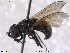  (Cheilosia impressa - NorSy295)  @14 [ ] CreativeCommons - Attribution Non-Commercial Share-Alike (2012) NTNU Museum of Natural History and Archaeology NTNU Museum of Natural History and Archaeology
