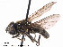  (Cheilosia latifrons - NorSy296)  @14 [ ] CreativeCommons - Attribution Non-Commercial Share-Alike (2012) NTNU Museum of Natural History and Archaeology NTNU Museum of Natural History and Archaeology