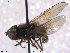  (Cheilosia velutina - NorSy302)  @14 [ ] CreativeCommons - Attribution Non-Commercial Share-Alike (2012) NTNU Museum of Natural History and Archaeology NTNU Museum of Natural History and Archaeology