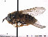 (Chrysotoxum cautum - NorSy303)  @13 [ ] CreativeCommons - Attribution Non-Commercial Share-Alike (2012) NTNU Museum of Natural History and Archaeology NTNU Museum of Natural History and Archaeology