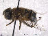  ( - NorSy320)  @11 [ ] CreativeCommons - Attribution Non-Commercial Share-Alike (2012) NTNU Museum of Natural History and Archaeology NTNU Museum of Natural History and Archaeology