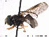  (Xanthogramma pedissequum - NorSy324)  @13 [ ] CreativeCommons - Attribution Non-Commercial Share-Alike (2012) NTNU Museum of Natural History and Archaeology NTNU Museum of Natural History and Archaeology