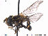  ( - NorSy342)  @12 [ ] CreativeCommons - Attribution Non-Commercial Share-Alike (2012) NTNU Museum of Natural History and Archaeology NTNU Museum of Natural History and Archaeology