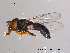  (Paragus cf. haemorrhous - NorSy36)  @13 [ ] CreativeCommons - Attribution Non-Commercial Share-Alike (2012) NTNU Museum of Natural History and Archaeology NTNU Museum of Natural History and Archaeology