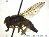  ( - NorSy383)  @12 [ ] CreativeCommons - Attribution Non-Commercial Share-Alike (2012) NTNU Museum of Natural History and Archaeology NTNU Museum of Natural History and Archaeology