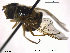  (Epistrophe olgae - NorSy394)  @13 [ ] CreativeCommons - Attribution Non-Commercial Share-Alike (2012) NTNU Museum of Natural History and Archaeology NTNU Museum of Natural History and Archaeology
