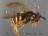  ( - NorSy41)  @12 [ ] CreativeCommons - Attribution Non-Commercial Share-Alike (2012) NTNU Museum of Natural History and Archaeology NTNU Museum of Natural History and Archaeology