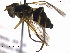  (Xanthogramma stackelbergi - NorSy413)  @13 [ ] CreativeCommons - Attribution Non-Commercial Share-Alike (2012) NTNU Museum of Natural History and Archaeology NTNU Museum of Natural History and Archaeology