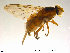  ( - NorSy428)  @11 [ ] CreativeCommons - Attribution Non-Commercial Share-Alike (2012) NTNU Museum of Natural History and Archaeology NTNU Museum of Natural History and Archaeology