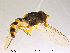  (Fagisyrphus - NorSy430)  @14 [ ] CreativeCommons - Attribution Non-Commercial Share-Alike (2012) NTNU Museum of Natural History and Archaeology NTNU Museum of Natural History and Archaeology