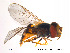  ( - NorSy61)  @13 [ ] CreativeCommons - Attribution Non-Commercial Share-Alike (2012) NTNU Museum of Natural History and Archaeology NTNU Museum of Natural History and Archaeology