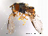  ( - NorSy77)  @13 [ ] CreativeCommons - Attribution Non-Commercial Share-Alike (2012) NTNU Museum of Natural History and Archaeology NTNU Museum of Natural History and Archaeology