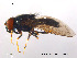  ( - NorSy78)  @11 [ ] CreativeCommons - Attribution Non-Commercial Share-Alike (2012) NTNU Museum of Natural History and Archaeology NTNU Museum of Natural History and Archaeology