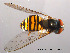  ( - NorSy87)  @13 [ ] CreativeCommons - Attribution Non-Commercial Share-Alike (2012) NTNU Museum of Natural History and Archaeology NTNU Museum of Natural History and Archaeology
