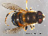  ( - NorSy93)  @11 [ ] CreativeCommons - Attribution Non-Commercial Share-Alike (2012) NTNU Museum of Natural History and Archaeology NTNU Museum of Natural History and Archaeology