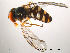  (Meliscaeva auricollis - NorSy95)  @14 [ ] CreativeCommons - Attribution Non-Commercial Share-Alike (2012) NTNU Museum of Natural History and Archaeology NTNU Museum of Natural History and Archaeology