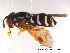  ( - NorSy96)  @13 [ ] CreativeCommons - Attribution Non-Commercial Share-Alike (2012) NTNU Museum of Natural History and Archaeology NTNU Museum of Natural History and Archaeology