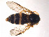  ( - NorSy98)  @12 [ ] CreativeCommons - Attribution Non-Commercial Share-Alike (2012) NTNU Museum of Natural History and Archaeology NTNU Museum of Natural History and Archaeology