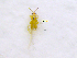  ( - NORTH_56)  @12 [ ] CreativeCommons - Attribution Non-Commercial Share-Alike (2013) Unspecified Bioforsk