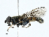  ( - BIOUG99501-F07)  @11 [ ] CreativeCommons - Attribution (2023) CBG Photography Group Centre for Biodiversity Genomics
