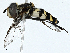  ( - CBG-A00389-A04)  @11 [ ] CreativeCommons - Attribution (2023) CBG Photography Group Centre for Biodiversity Genomics