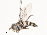  ( - CBG-A41769-D01)  @11 [ ] CreativeCommons - Attribution Share - Alike (2024) CBG Photography Group Centre for Biodiversity Genomics