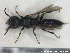  ( - HYMNI2664)  @11 [ ] Creative Commons  Attribution Non-Commercial Share-Alike (2020) NTNU University Museum, Department of Natural History NTNU University Museum, Department of Natural History