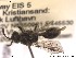  ( - NOSPH118)  @13 [ ] CreativeCommons - Attribution Non-Commercial Share-Alike (2014) Arnstein Staverlokk Norwegian Institute of Nature Research