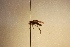  ( - TEB-SB084)  @12 [ ] Copyright (2013) Trond Elling Barstad Tromso University Museum
