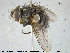  ( - NOTAC240)  @13 [ ] CreativeCommons - Attribution Non-Commercial Share-Alike (2015) NTNU University Museum, Department of Natural History NTNU University Museum, Department of Natural History