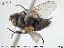  ( - NOTAC254)  @12 [ ] CreativeCommons - Attribution Non-Commercial Share-Alike (2015) NTNU University Museum, Department of Natural History NTNU University Museum, Department of Natural History