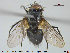  ( - NOTAC255)  @12 [ ] CreativeCommons - Attribution Non-Commercial Share-Alike (2015) NTNU University Museum, Department of Natural History NTNU University Museum, Department of Natural History