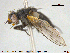  ( - NOTAC265)  @11 [ ] CreativeCommons - Attribution Non-Commercial Share-Alike (2015) NTNU University Museum, Department of Natural History NTNU University Museum, Department of Natural History