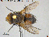  ( - NOTAC270)  @11 [ ] CreativeCommons - Attribution Non-Commercial Share-Alike (2015) NTNU University Museum, Department of Natural History NTNU University Museum, Department of Natural History