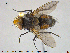  ( - NOTAC271)  @14 [ ] CreativeCommons - Attribution Non-Commercial Share-Alike (2015) NTNU University Museum, Department of Natural History NTNU University Museum, Department of Natural History